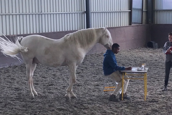 Traject met paard